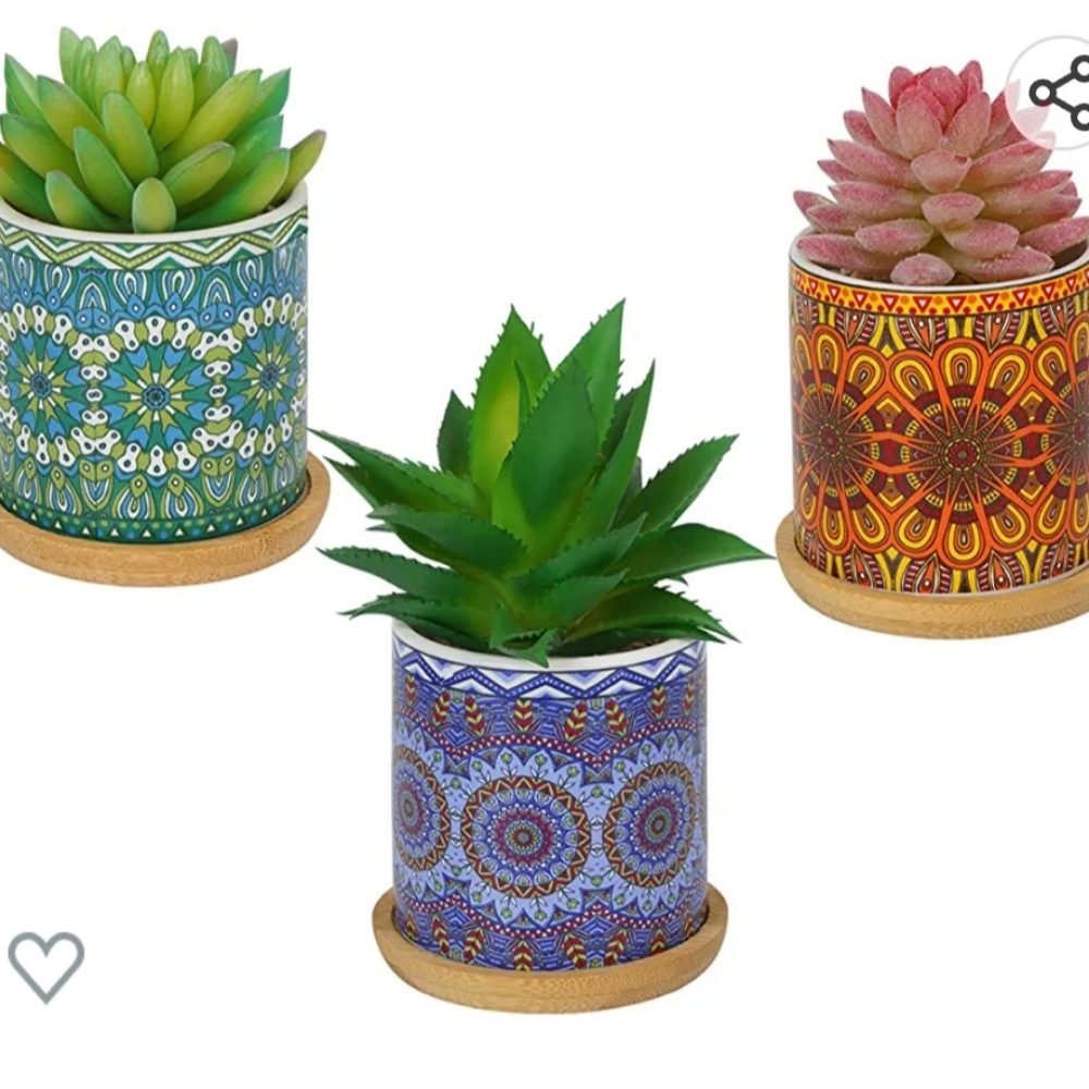 Set of three succulent plant  mandala